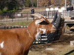 幸手水仙まつりの写真のサムネイル写真25