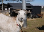 幸手水仙まつりの写真のサムネイル写真30