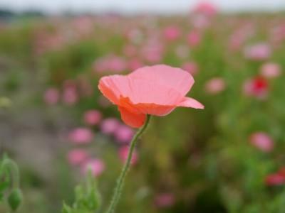 こうのす花まつり、ポピー・ハッピースクエアの様子の写真3