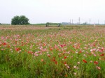 こうのす花まつり、ポピー・ハッピースクエアの様子の写真のサムネイル写真11