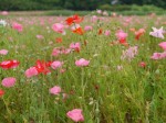 こうのす花まつり、ポピー・ハッピースクエアの様子の写真のサムネイル写真13