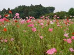 こうのす花まつり、ポピー・ハッピースクエアの様子の写真のサムネイル写真14