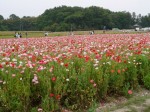 こうのす花まつり、ポピー・ハッピースクエアの様子の写真のサムネイル写真17