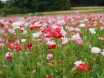 こうのす花まつり、ポピー・ハッピースクエアの様子の写真のサムネイル写真18