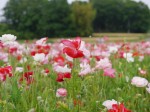 こうのす花まつり、ポピー・ハッピースクエアの様子の写真のサムネイル写真19