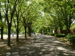 三橋総合公園の写真のサムネイル写真11