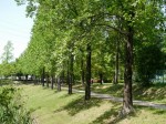 三橋総合公園の写真のサムネイル写真17