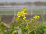 利根川河川敷 緑地公園の写真のサムネイル写真13