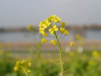 利根川河川敷 緑地公園の写真18