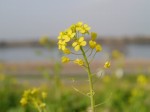 利根川河川敷 緑地公園の写真のサムネイル写真18