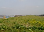 利根川河川敷 緑地公園の写真のサムネイル写真20