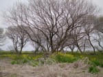 利根川河川敷 緑地公園の写真のサムネイル写真27