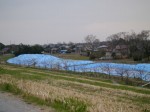 利根川河川敷 緑地公園の写真のサムネイル写真29