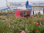 しょうぶポピーまつりの写真のサムネイル写真29