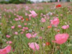 しょうぶポピーまつりの写真のサムネイル写真56