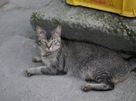 矢納フィッシングパークの写真のサムネイル写真9