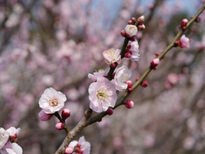 埼玉県農林公園の写真21