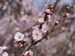 埼玉県農林公園の写真のサムネイル写真21