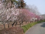 埼玉県農林公園の写真のサムネイル写真22