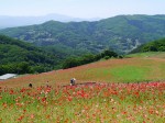 天空を彩るポピーまつりの写真のサムネイル写真3