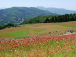 天空を彩るポピーまつりの写真のサムネイル写真4