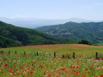 天空を彩るポピーまつりの写真のサムネイル写真6