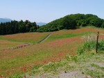 天空を彩るポピーまつりの写真のサムネイル写真12