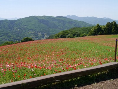 天空を彩るポピーまつりの写真14