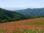 天空を彩るポピーまつりの写真のサムネイル写真15