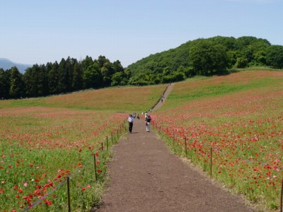 天空を彩るポピーまつりの写真16