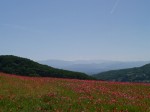 天空を彩るポピーまつりの写真のサムネイル写真23