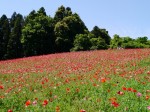 天空を彩るポピーまつりの写真のサムネイル写真27