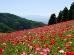 天空を彩るポピーまつりの写真のサムネイル写真28