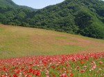 天空を彩るポピーまつりの写真のサムネイル写真29