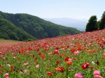 天空を彩るポピーまつりの写真のサムネイル写真36