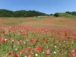 天空を彩るポピーまつりの写真のサムネイル写真42