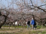 越生梅林の写真のサムネイル写真7