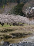 越生梅林の写真のサムネイル写真60