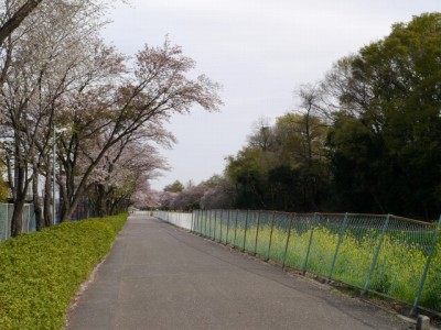 若泉運動公園の写真3