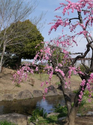 本庄ふるさとフラワーパークの写真18