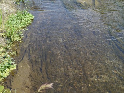 槻川親水公園の写真9