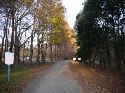 秋ヶ瀬公園の写真3