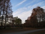 秋ヶ瀬公園の写真のサムネイル写真9