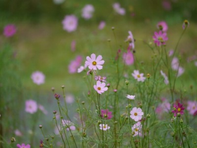 大宮花の丘農林公苑の写真4