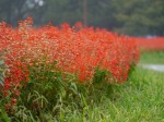 大宮花の丘農林公苑の写真のサムネイル写真7