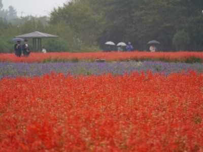 大宮花の丘農林公苑の写真8