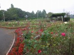 大宮花の丘農林公苑の写真のサムネイル写真28