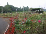 大宮花の丘農林公苑の写真のサムネイル写真28