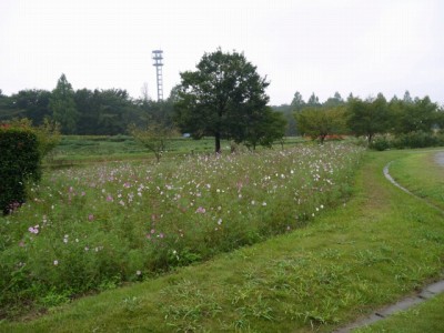 大宮花の丘農林公苑の写真33