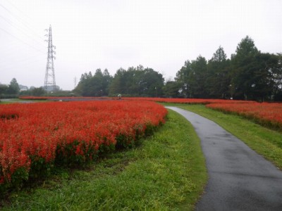 大宮花の丘農林公苑の写真37